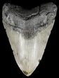Large, Megalodon Tooth - North Carolina #54772-1